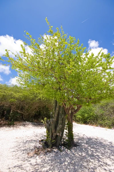 Bright tropical beach tree — Stock Photo, Image