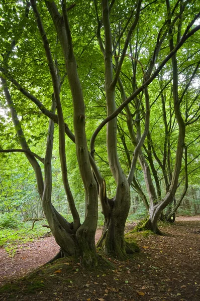 Foresta lussureggiante — Foto Stock
