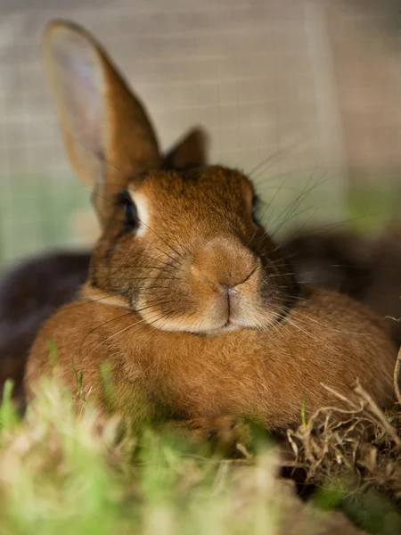 Отдыхающий взрослый кролик — стоковое фото