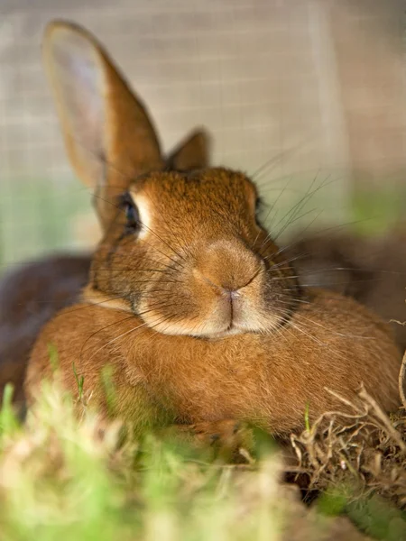 Resting adult rabbit — Stock Photo, Image