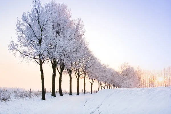 Row of winter trees with pale sunset — Stock Photo, Image