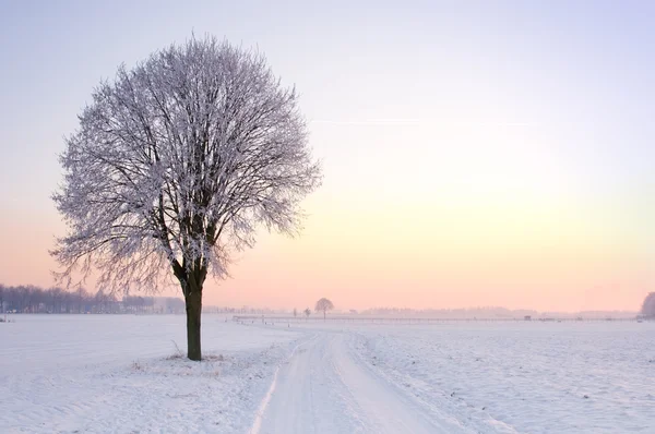 Atardecer solitario árbol de invierno — Foto de Stock
