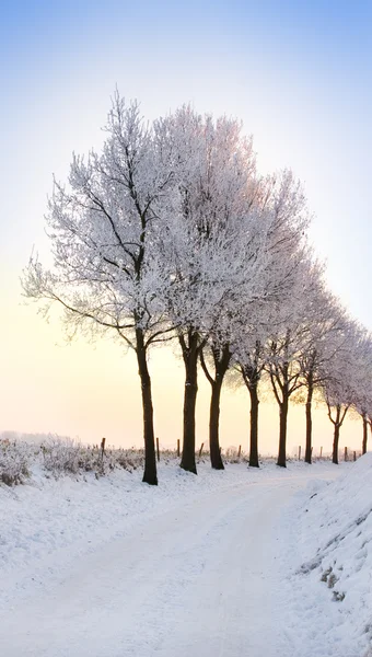 Rangée d'arbres d'hiver au coucher de soleil pâle — Photo
