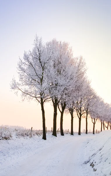 Rząd drzew zimą z blady zachód słońca — Zdjęcie stockowe