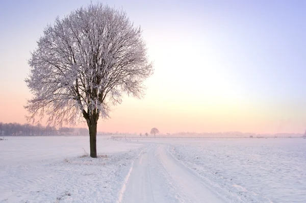 Einsam stehender Winterbaum bei Sonnenuntergang — Stockfoto