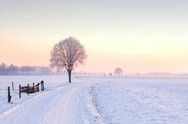 Одинокая зимняя елка — стоковое фото