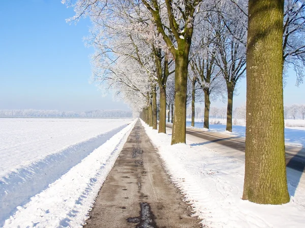 Rows of trees view in a snow landscape — Stock Photo, Image
