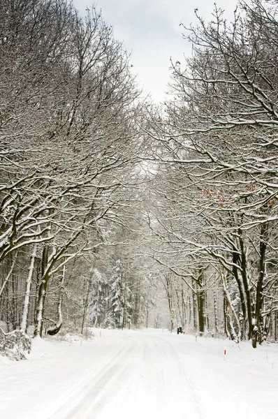 Kar ve soluk gökyüzü kaplı orman — Stok fotoğraf