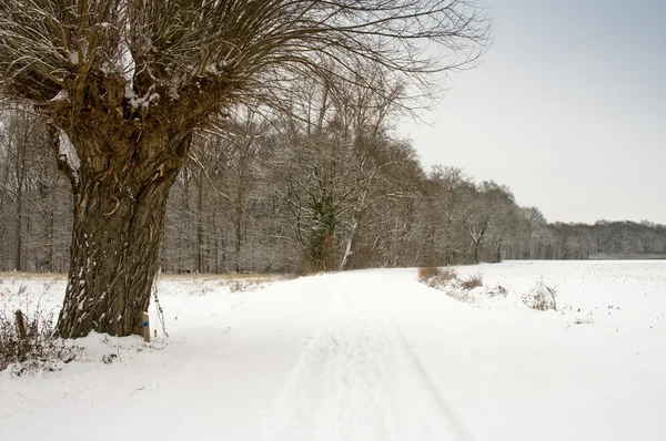 Пейзаж, покрытый снегом и бледным небом — стоковое фото