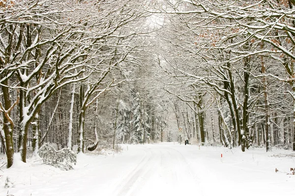 雪に覆われた森 — ストック写真