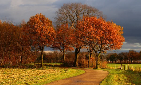Colorful autumn road — Stock Photo, Image