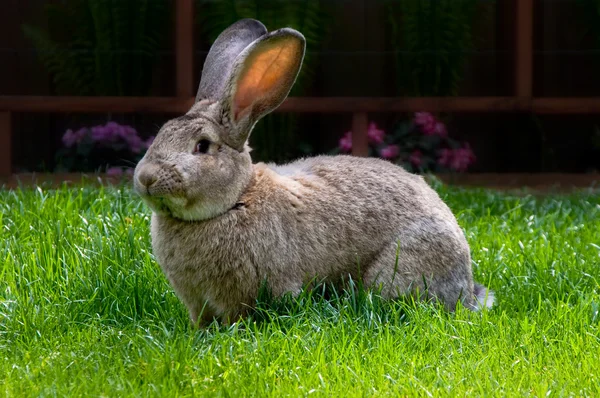 Mangiare coniglio — Foto Stock