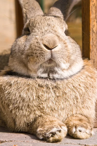 Boshaftes Kaninchen — Stockfoto