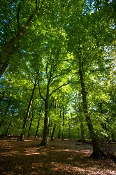 夏季森林 — 图库照片