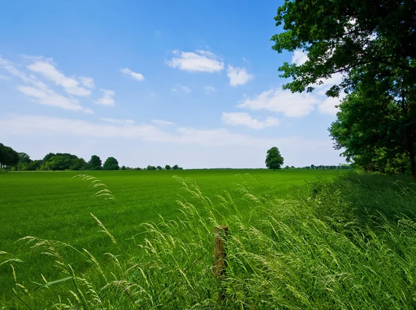 Pastagem verde e céu azul — Fotografia de Stock
