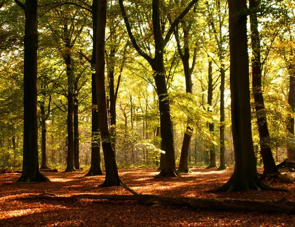 Lumineuse forêt d'automne — Photo