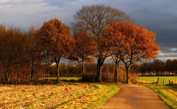 Droga jesień kolorowy — Zdjęcie stockowe