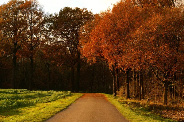 多彩的秋天路 — 图库照片