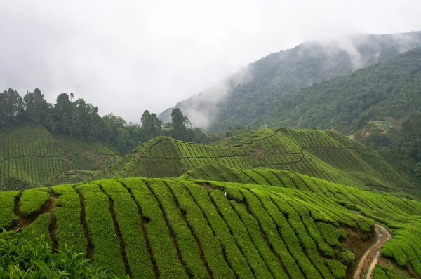 Stock image Tea field