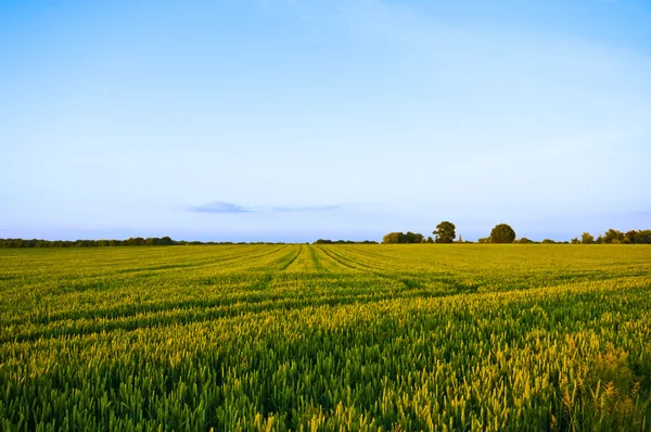 Zemědělská půda stvol — Stock fotografie