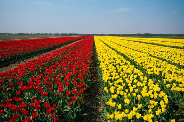 stock image Fields of tulips