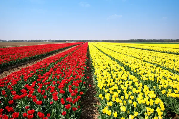 Pola tulipanów — Zdjęcie stockowe