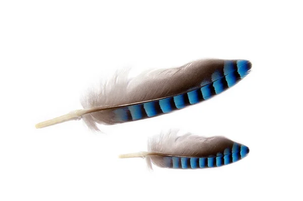 Два перья — стоковое фото