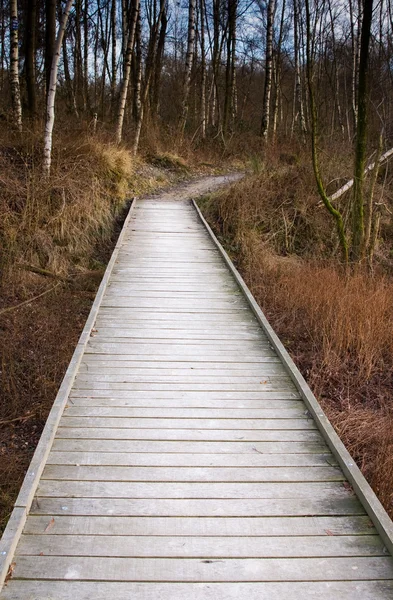 Ponte florestal de madeira — Fotografia de Stock