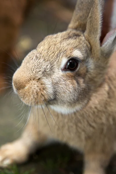 Giovane coniglietto curioso — Foto Stock