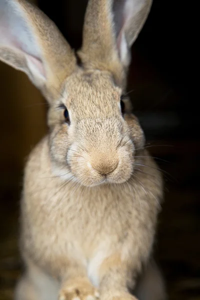 Молодой любопытный кролик — стоковое фото