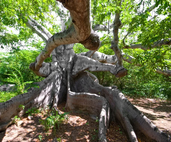 stock image Ancient kapok tree