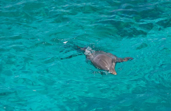 Delfino che nuota nel mare — Foto Stock