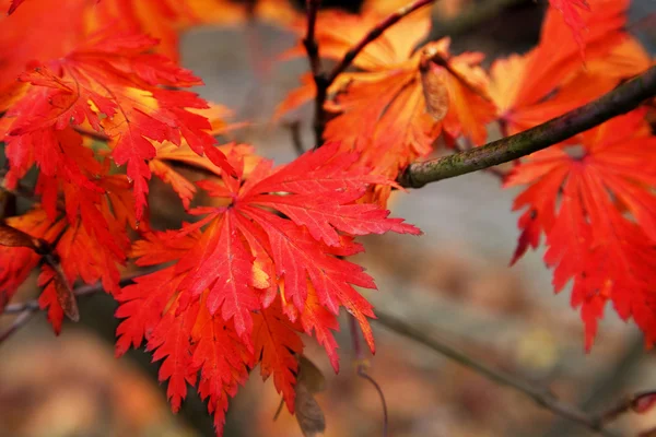 붉은 가을 잎 — 스톡 사진