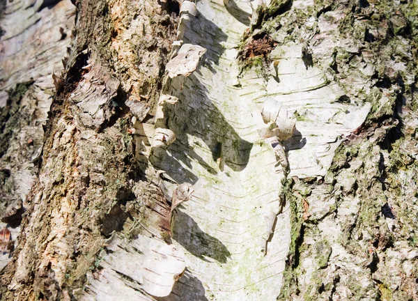 자작나무 껍질 — 스톡 사진