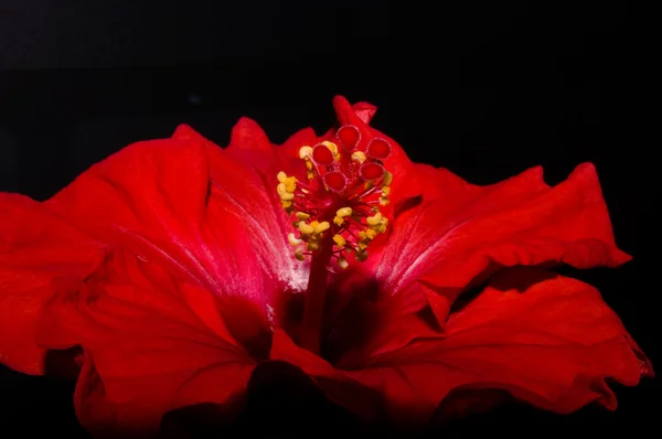 Hibisco rojo — Foto de Stock