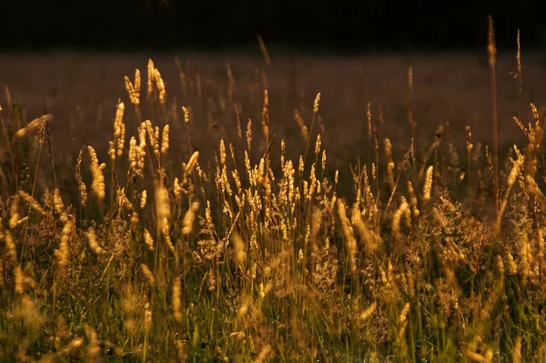 Närbild av summer glow gräsmark — Stockfoto