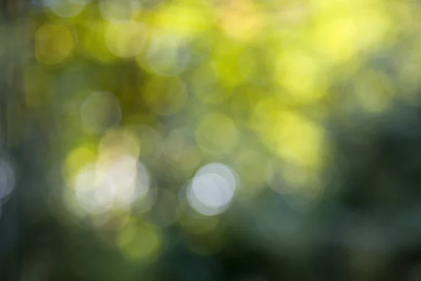 Зеленый Боке 2 — стоковое фото