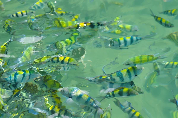 Un sacco di pesce — Foto Stock