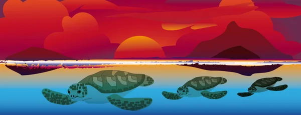 Sunset swimming sea turtles — Stock Vector