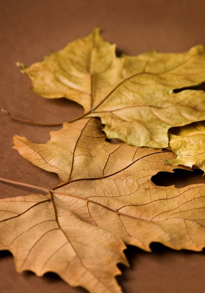 金色秋天叶植物 — 图库照片