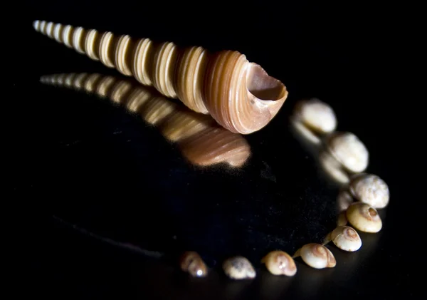 stock image Seashells on black background