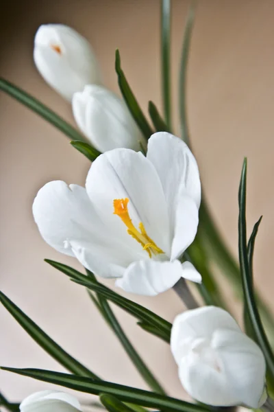 White flower crocus — Stock Photo, Image