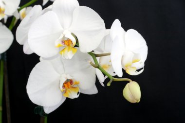 White orchid on black clipart