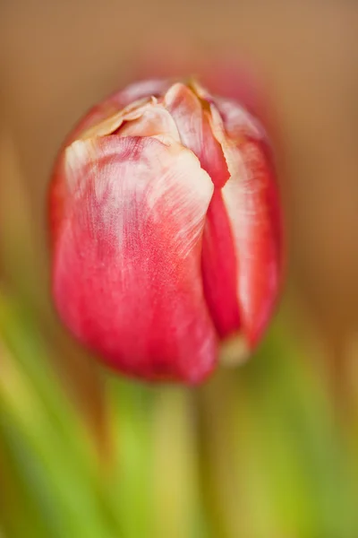 Tulipa bonita — Fotografia de Stock