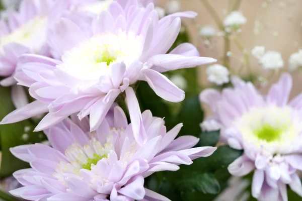 Фіолетовий хризантеми — стокове фото