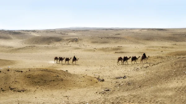 Velbloudi na giza plateau, Káhira, egypt — Stock fotografie