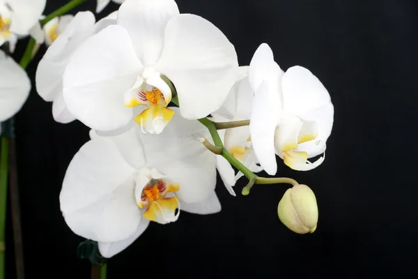 Vit orkidé på svart Royaltyfria Stockbilder