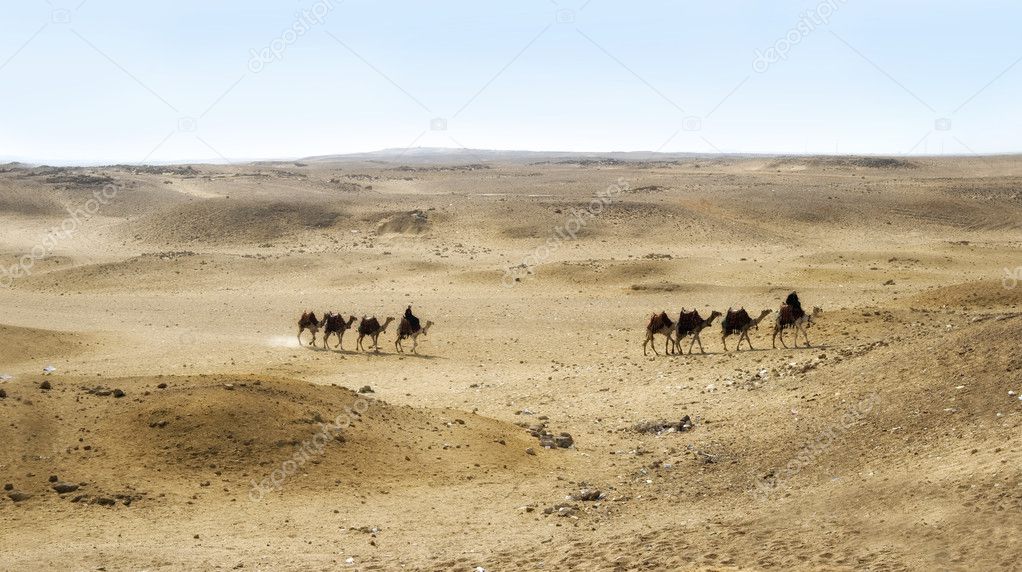 Camels on the Giza plateau, Cairo, Egypt