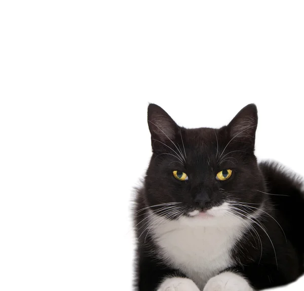 Kočka pózuje izolované na bílém — Stock fotografie