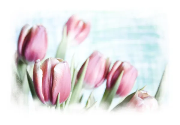 stock image Tulip background